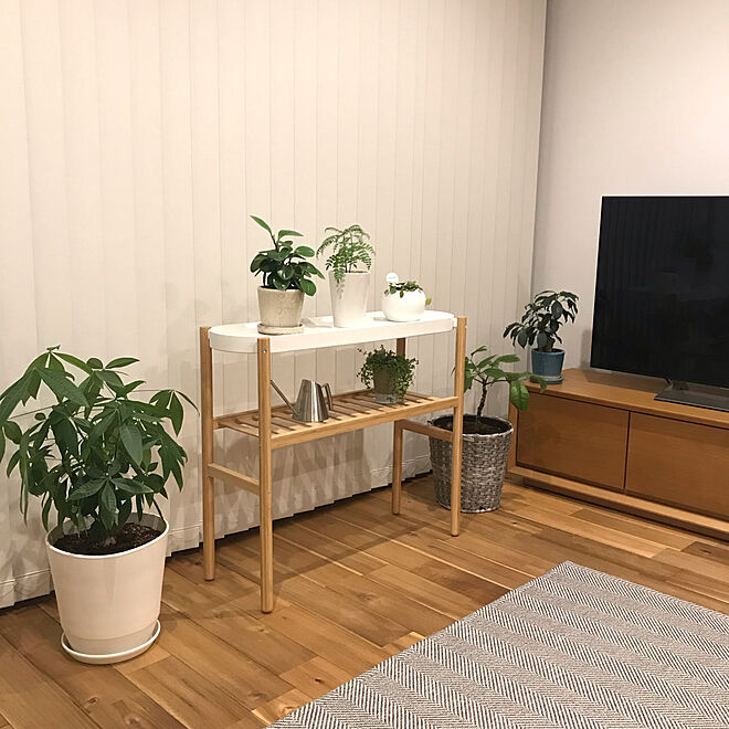 パキラ成長中 Ikea テレビボード シンプルな暮らし 観葉植物のある暮らし などのインテリア実例 04 23 52 Roomclip ルームクリップ