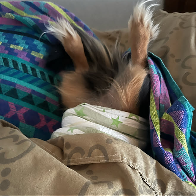 久々投稿が犬でごめんなさい 犬 寝相 いつもいいね ありがとうございます カニンヘンダックス シングルマザー などのインテリア実例 22 01 15 01 37 10 Roomclip ルームクリップ