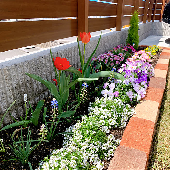 手作り花壇 チューリップ咲きました ガーデニング 花壇diy ガーデニング初心者 などのインテリア実例 22 04 10 11 49 06 Roomclip ルームクリップ 手作り花壇 チューリップ咲きました ガーデニング 花壇diy ガーデニング初心者 などのインテリア実例 22 04 10 11 49 06 Roomclip ルームクリップ