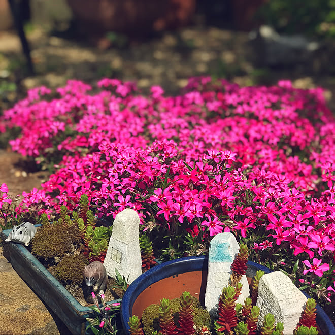 ガーデニング 苔 モルタル ミニハウス ピンクの花 などのインテリア実例 22 04 06 22 04 07 Roomclip ルームクリップ