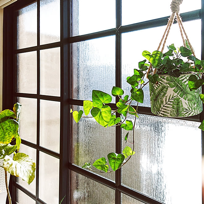 観葉植物 壁 天井 ハートアイビー 格子窓風 スイートハートのインテリア実例 19 04 12 09 19 13 Roomclip ルームクリップ