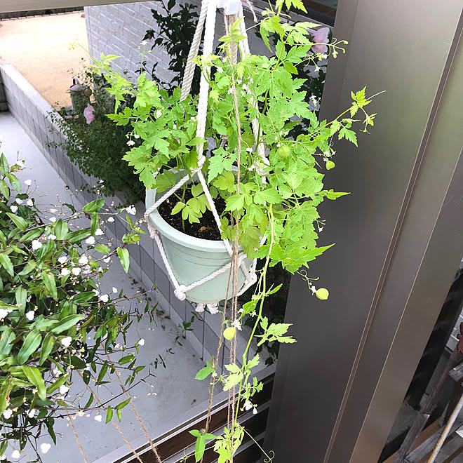 ウッドデッキgarden ウッドデッキガーデン ブライダルベール 吊り下げ観葉植物 フウセンカズラ などのインテリア実例 07 15 09 28 08 Roomclip ルームクリップ