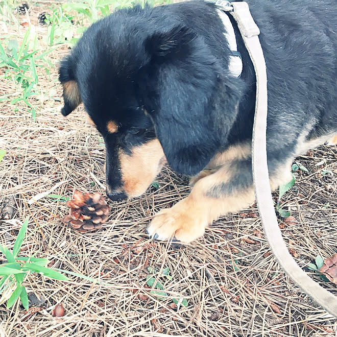 部屋全体 バキバキに砕いたり くわえたまま歩いたり 松ぼっくり大好きmダックスの麿 3匹の犬達の散歩 などのインテリア実例 17 07 23 23 32 15 Roomclip ルームクリップ