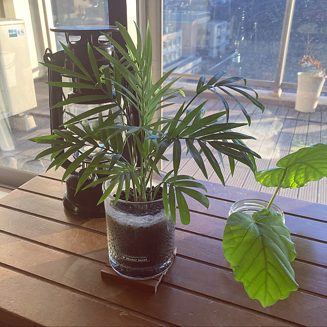 ウンベラータ水挿し ウンベラータ挿し木 観葉植物 マンションベランダ リビング などのインテリア実例 22 02 06 10 11 25 Roomclip ルームクリップ