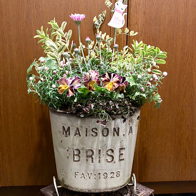 プリンセスクローバー ビオラ寄せ植え ヨコハマセレクション ヘーベ バリエガータ 花かんざし などのインテリア実例 18 01 11 23 50 17 Roomclip ルームクリップ