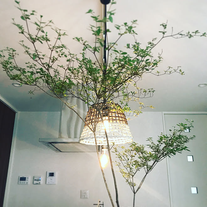 キッチン/換気扇フード/エジソン電球/植物のある生活/緑のある暮らし...などのインテリア実例 - 2018-06-28 16:08:18