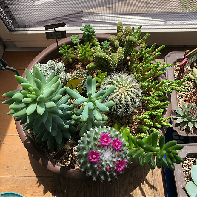 サボテン 多肉植物 寄せ植え リビングのインテリア実例 19 07 04 11 59 15 Roomclip ルームクリップ