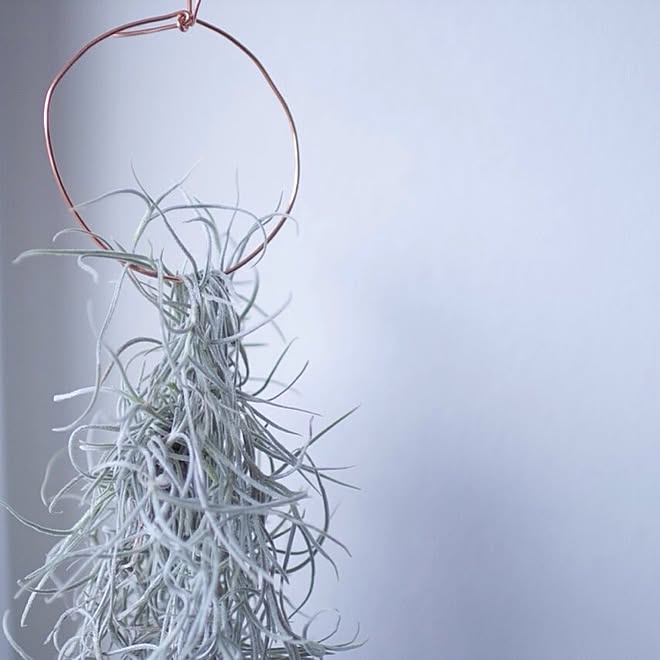 No Green No Life ワイヤーリング ウスネオイデス Igと同じpic のインテリア実例 15 05 17 04 50 09 Roomclip ルームクリップ