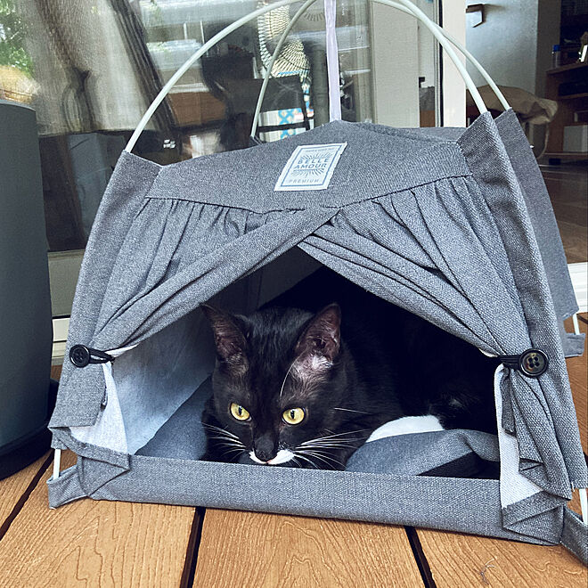 ペット用テント ダイソー ねこのいる日常 猫スペース ねこと暮らす などのインテリア実例 08 05 14 29 46 Roomclip ルームクリップ