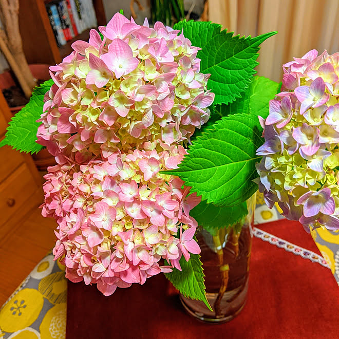 机 アジサイの切り花 ピンクのお花 季節を楽しむ 花のある暮らし などのインテリア実例 05 31 08 11 19 Roomclip ルームクリップ