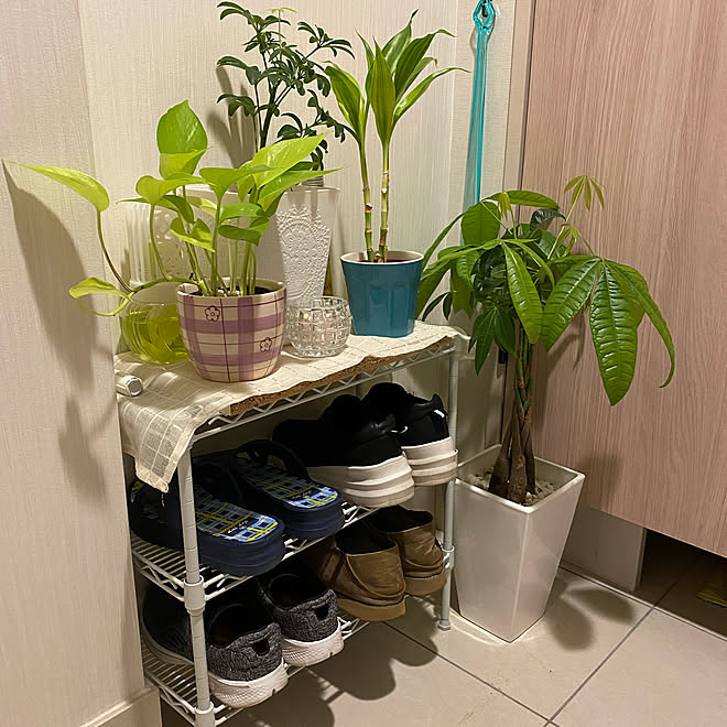 植物のある暮らし ダイソー 100均 ディスプレイ棚 パワーストーン などのインテリア実例 21 03 16 12 41 06 Roomclip ルームクリップ