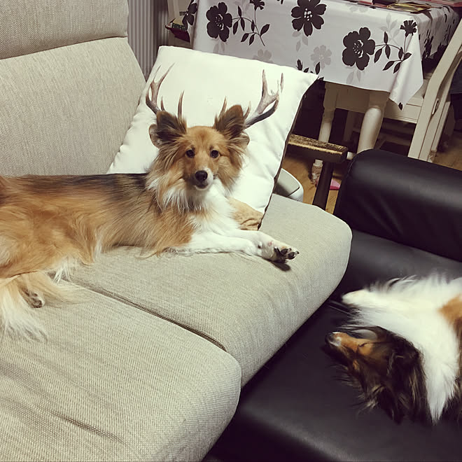 リビング クッションカバー クッション 犬 犬と暮らす などのインテリア実例 18 11 07 27 03 Roomclip ルームクリップ リビング クッションカバー クッション 犬 犬と暮らす などのインテリア実例 18 11 07 27 03 Roomclip ルームクリップ