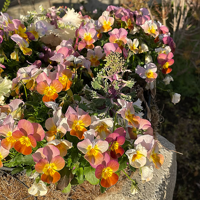 ビオラ 寄せ植えリース ガーデニング お花のある暮らし 春の庭 などのインテリア実例 22 03 26 17 45 24 Roomclip ルームクリップ