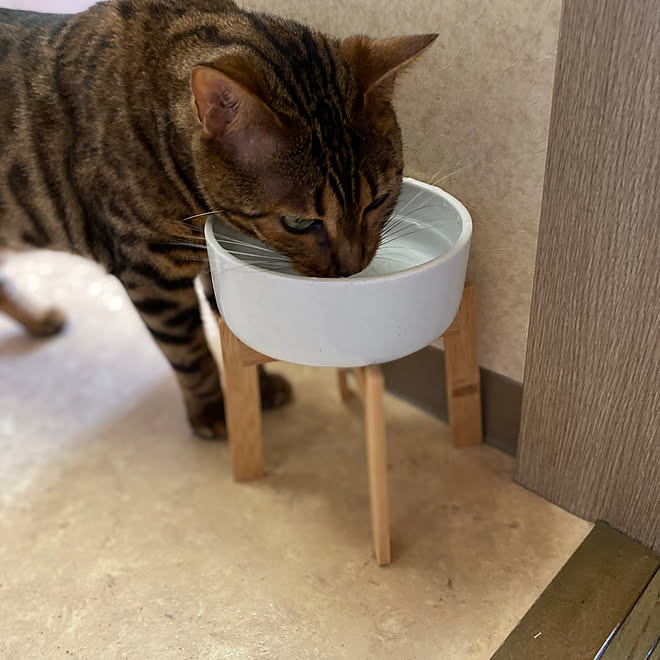 猫の水飲み場 ウォーターボール プラントスタンド イケア ねこと暮らす などのインテリア実例 07 01 06 59 08 Roomclip ルームクリップ