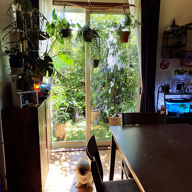 木漏れ日が気持ちいいお家 デッキのある暮らし 観葉植物 フェイクグリーン ジャングル化計画 などのインテリア実例 21 07 09 24 27 Roomclip ルームクリップ
