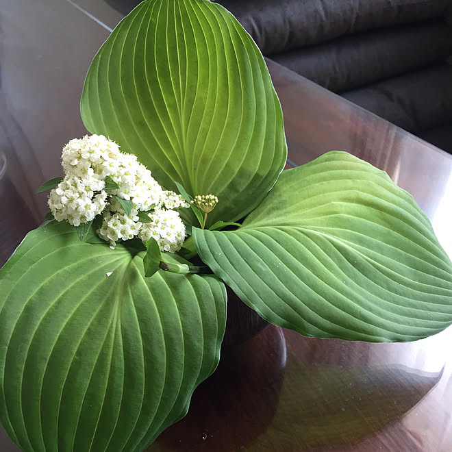 和室 花のあるくらし 和風モダン 植物のある暮らし 陶器 などのインテリア実例 05 04 09 16 11 Roomclip ルームクリップ