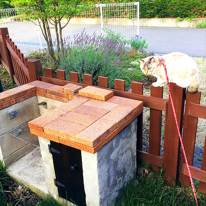 玄関 入り口 庭 柵diy qコンロdiy 猫のインテリア実例 18 07 16 06 58 50 Roomclip ルームクリップ