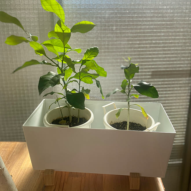 日差しが気持ちいい 種からレモンを育てる 種から育ててます ナチュラル 雑貨 などのインテリア実例 12 16 11 32 22 Roomclip ルームクリップ 日差しが気持ちいい 種からレモンを育てる 種から育ててます ナチュラル 雑貨 などのインテリア実例 12 16 11 32 22 Roomclip ルームクリップ