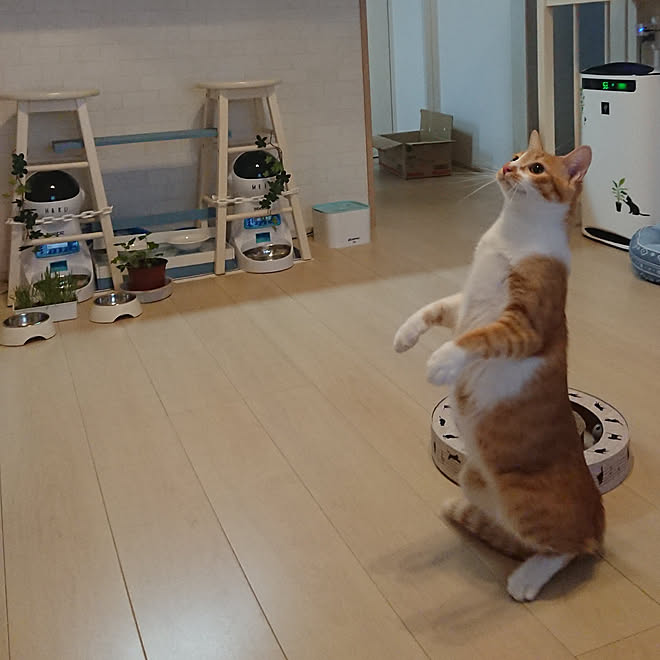 は る くん の 部屋