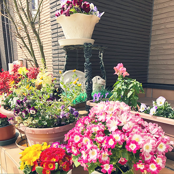 春の花に植え替え 春の花 玄関先のお花たち 玄関先のガーデニング 花台 などのインテリア実例 22 03 25 15 15 28 Roomclip ルームクリップ