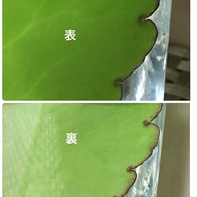机/100均/植物のインテリア実例 - 2016-07-30 19:23:49
