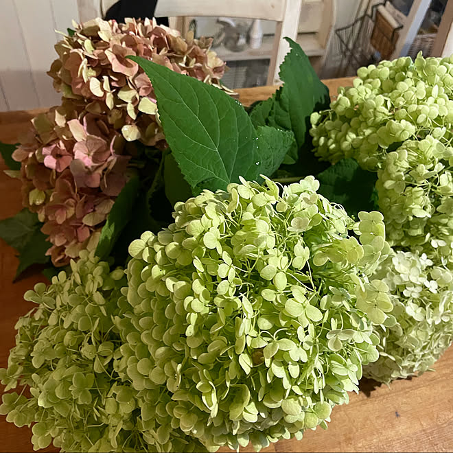 ドライフラワー 紫陽花 アナベル お花が好き 机のインテリア実例 21 07 04 12 37 14 Roomclip ルームクリップ ドライフラワー 紫陽花 アナベル お花が好き 机のインテリア実例 21 07 04 12 37 14 Roomclip ルームクリップ