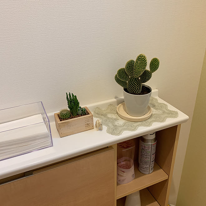 ゴールデンバニー 駅前の花屋さん 多肉植物 バス トイレ サボテンの寄せ植え などのインテリア実例 19 10 06 16 25 58 Roomclip ルームクリップ