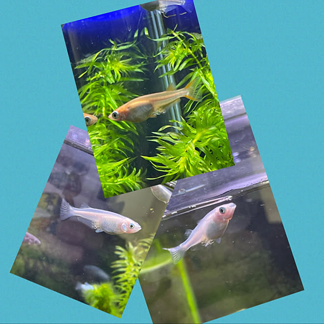 室内水槽 メダカの卵 メダカ水槽 いつもいいねやコメントありがとう 何時も見に来て頂きありがとう などのインテリア実例 21 05 09 23 22 05 Roomclip ルームクリップ 室内水槽 メダカの卵 メダカ水槽 いつもいいねやコメントありがとう 何時も見に来て頂きありがとう などのインテリア実例 21 05 09 23 22 05 Roomclip ルームクリップ