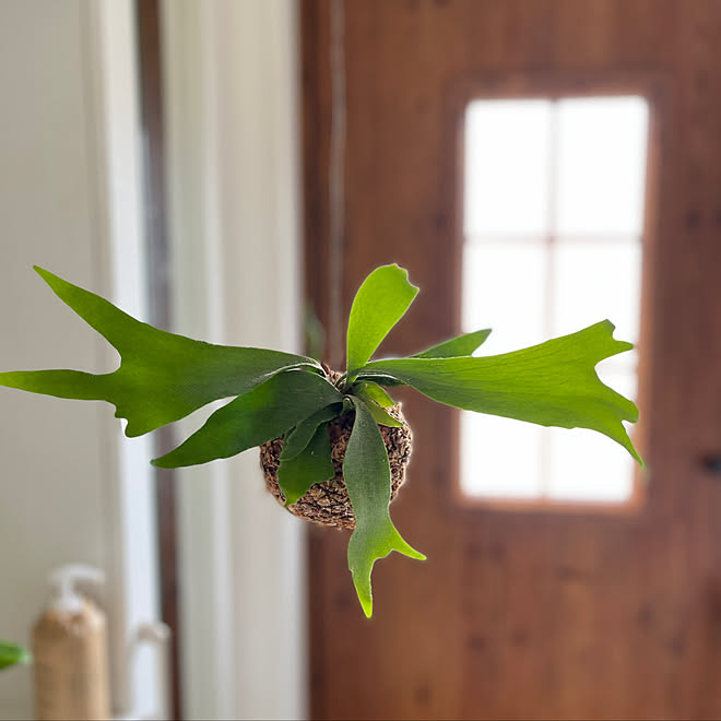 ビカクシダ ビフルカツム Diy コウモリラン苔玉 コウモリラン吊るしました シンプルな暮らし などのインテリア実例 22 08 06 11 37 51 Roomclip ルームクリップ