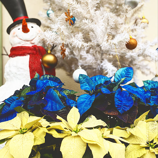 クリスマス クリスマスツリー ポインセチア ポインセチア白 ゆきだるまさん などのインテリア実例 11 04 08 24 43 Roomclip ルームクリップ