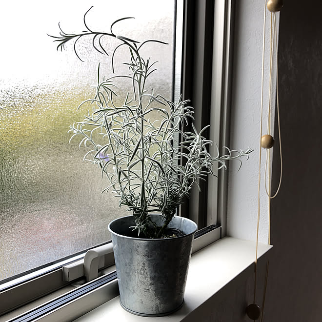 シルバーリーフ オーストラリアの花 鉢植えの花 鉢植え リビングの窓 などのインテリア実例 04 13 01 10 Roomclip ルームクリップ