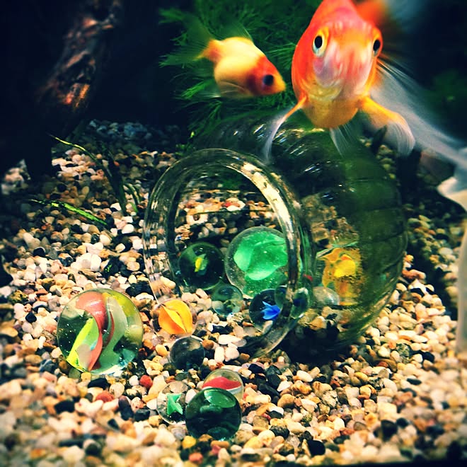 リビング ビー玉 金魚 水槽 アクアリウム などのインテリア実例 15 05 10 10 08 33 Roomclip ルームクリップ