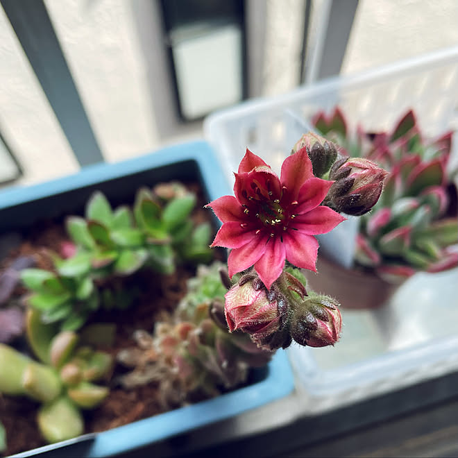 久しぶりの投稿 センペルビウム ガゼル 多肉植物 多肉植物の花 少しでも快適に などのインテリア実例 22 03 17 21 04 03 Roomclip ルームクリップ
