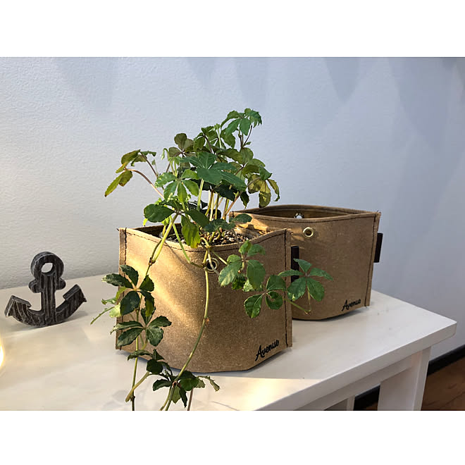 シュガーバイン 鉢カバー 100均 セリア 観葉植物のある暮らし などのインテリア実例 19 05 26 16 05 18 Roomclip ルームクリップ