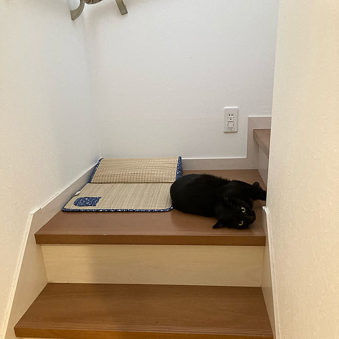 踊り場 折り返し階段 い草 猫と暮らす 壁 天井のインテリア実例 09 11 11 12 Roomclip ルームクリップ 踊り場 折り返し階段 い草 猫と暮らす 壁 天井のインテリア実例 09 11 11 12 Roomclip ルームクリップ