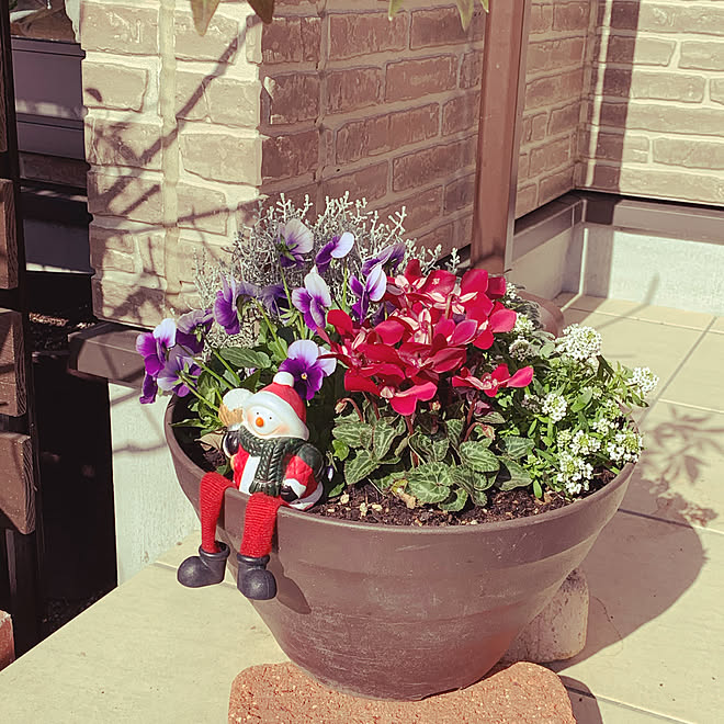 シクラメン寄せ植え クリスマスディスプレイ アリッサム Diyだいすき ビオラ寄せ植え などのインテリア実例 11 10 18 07 38 Roomclip ルームクリップ