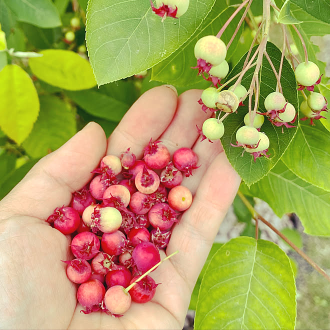 シンボルツリー ガーデニング 庭仕事 ジューンベリーの実 ジューンベリー などのインテリア実例 22 05 21 18 30 19 Roomclip ルームクリップ