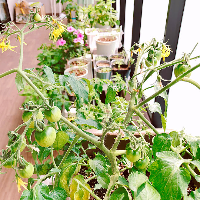 プランター栽培 ベランダ菜園 家庭菜園 ベランダ ベランダガーデニング などのインテリア実例 06 03 11 35 50 Roomclip ルームクリップ