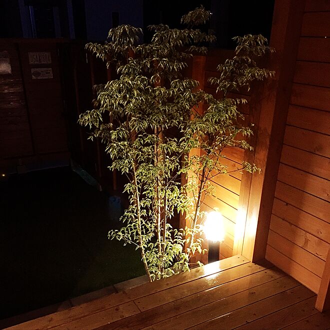植栽ライトアップ 植栽完了 植栽をライトアップしています ヤマボウシ シンボルツリーは やまぼうし などのインテリア実例 17 06 05 09 47 27 Roomclip ルームクリップ