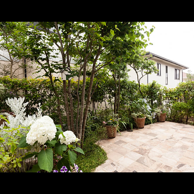 庭の花 寄植え 生垣 レッドロビン アナベル などのインテリア実例 21 05 14 06 32 07 Roomclip ルームクリップ