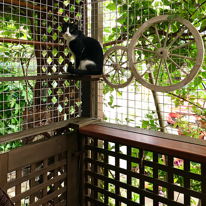 棚 にゃんこのお家 ねこ ウッドデッキ 保護猫 などのインテリア実例 18 05 05 16 12 32 Roomclip ルームクリップ