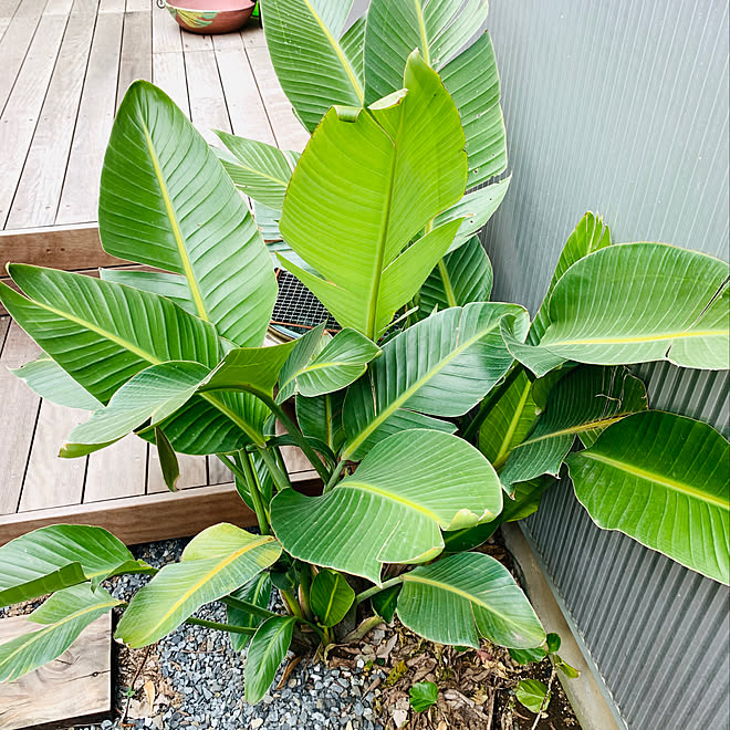 オーガスタ/地植え/ちいさな庭/植物のある暮らし/家族の空間&hellip;などのインテリア実例 20200307 135337