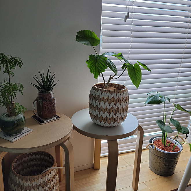 リビング ナフコ21スタイル インドアグリーン 観葉植物 ニトリのインテリア実例 21 07 13 13 39 36 Roomclip ルームクリップ