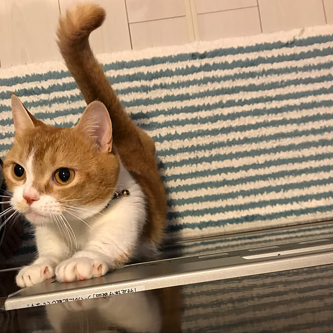 キッチン 猫のいる生活 成長記録 マンチカン 短足のインテリア実例 18 12 06 10 29 42 Roomclip ルームクリップ