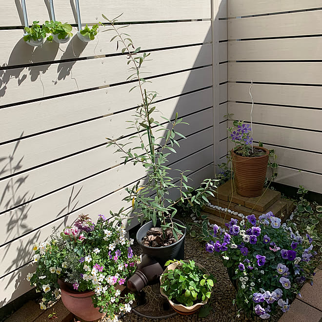 ワイルドストロベリー ツルニチニチソウ オリーブ ハンキング 寄せ植え などのインテリア実例 04 05 16 14 48 Roomclip ルームクリップ