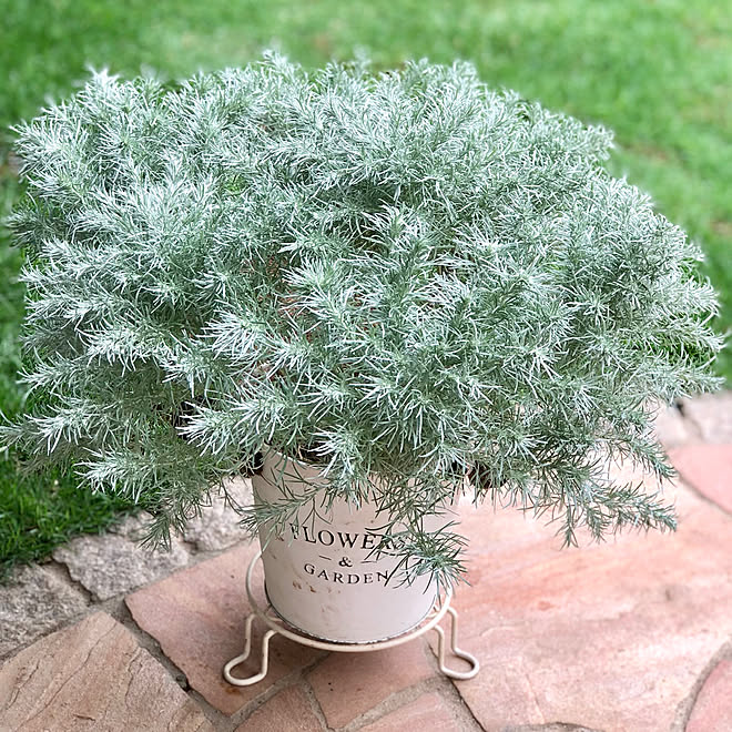 朝霧草 花のある暮らし コーヒーカスを肥料にしてます 米ぬかを肥料にしてます 芝生 などのインテリア実例 18 07 07 19 48 39 Roomclip ルームクリップ