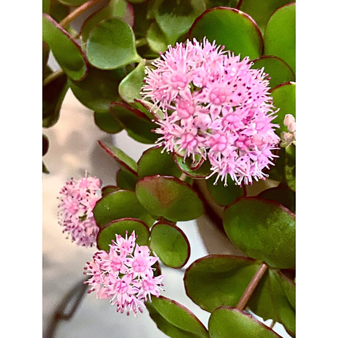 エッチュウミセバヤ グリーンのある暮らし ガーデニング初心者 ミセバヤの花 多肉植物 などのインテリア実例 21 10 12 24 13 Roomclip ルームクリップ