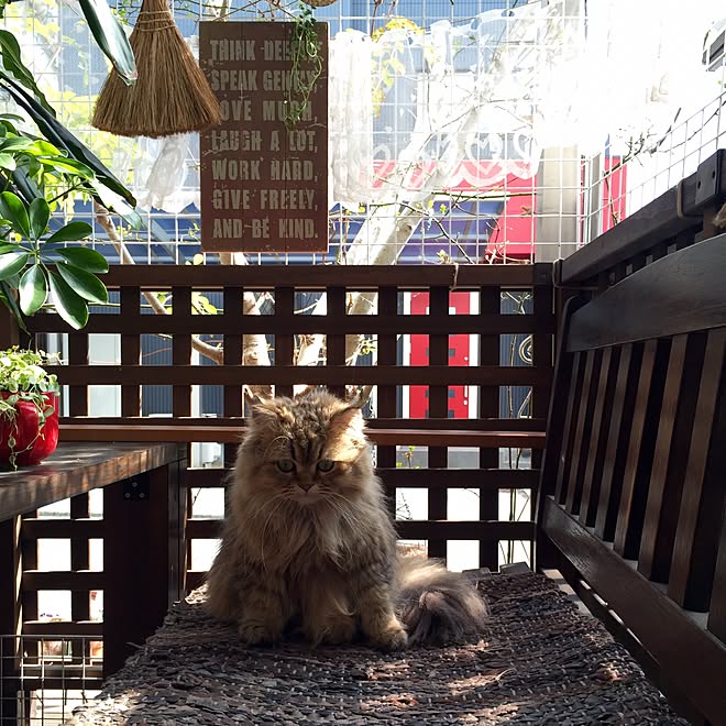 玄関/入り口/ねこ/ウッドデッキ/ペルシャ猫のインテリア実例 - 2016-03-05 14:04:27