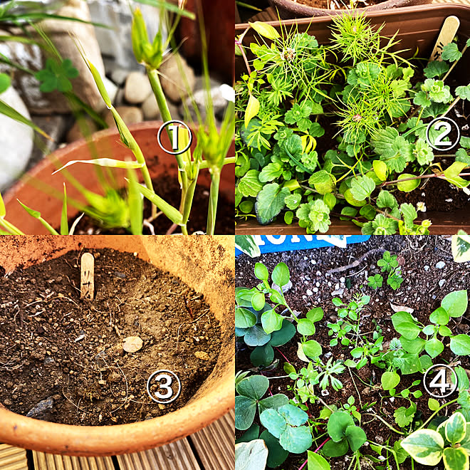 途中経過報告 Corocoro2525ちゃんの種 失敗してごめんなさい 種まき隊 ニゲラ などのインテリア実例 22 02 18 14 32 53 Roomclip ルームクリップ