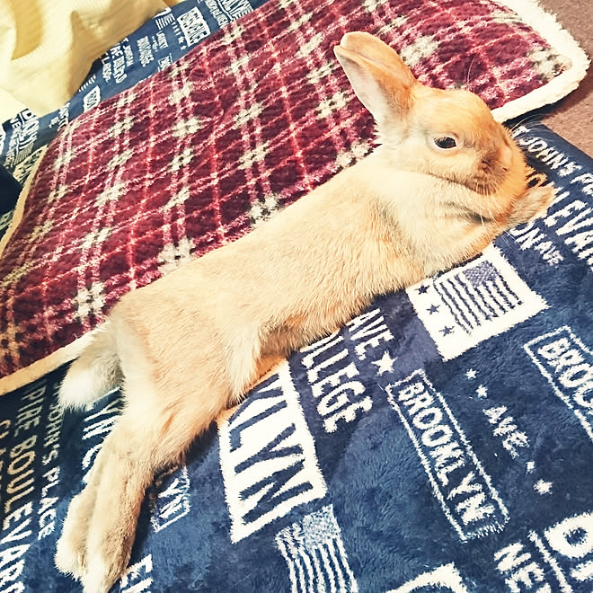 暮らしの一コマ リラックス リラックスタイム うさぎと暮らす うさぎが好きで好きでたまらない などのインテリア実例 18 03 09 15 55 50 Roomclip ルームクリップ